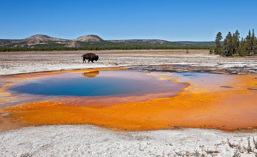 Buffalo in Yellowstone National Park
